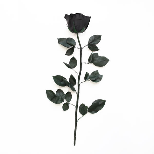 Long Stem Infinity Rose | Black Beauty | 1 Rose