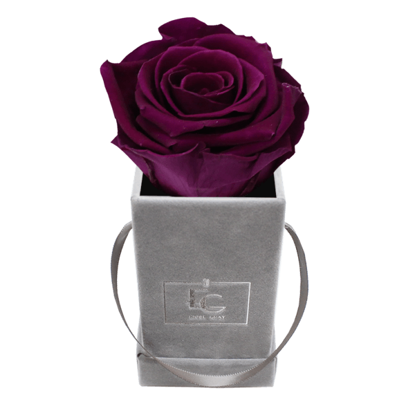 CLASSIC INFINITY ROSEBOX | VELVET PLUM | XXS