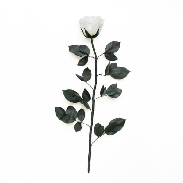 Long Stem Infinity Rose | Pure White | 1 Rose