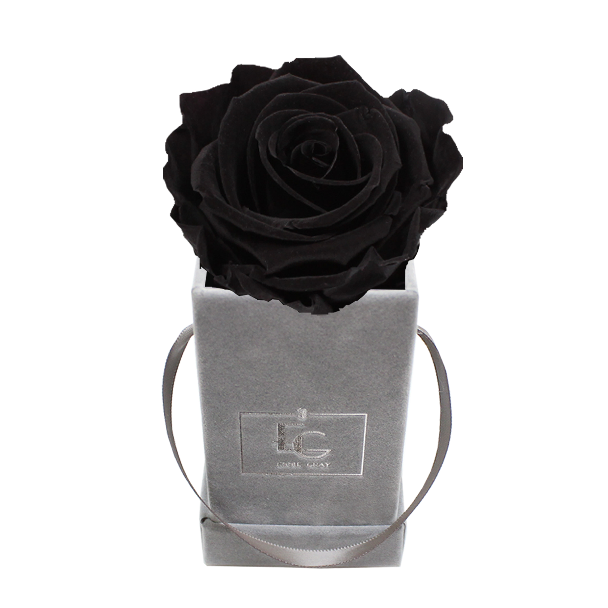 CLASSIC INFINITY ROSEBOX | BLACK BEAUTY | XXS
