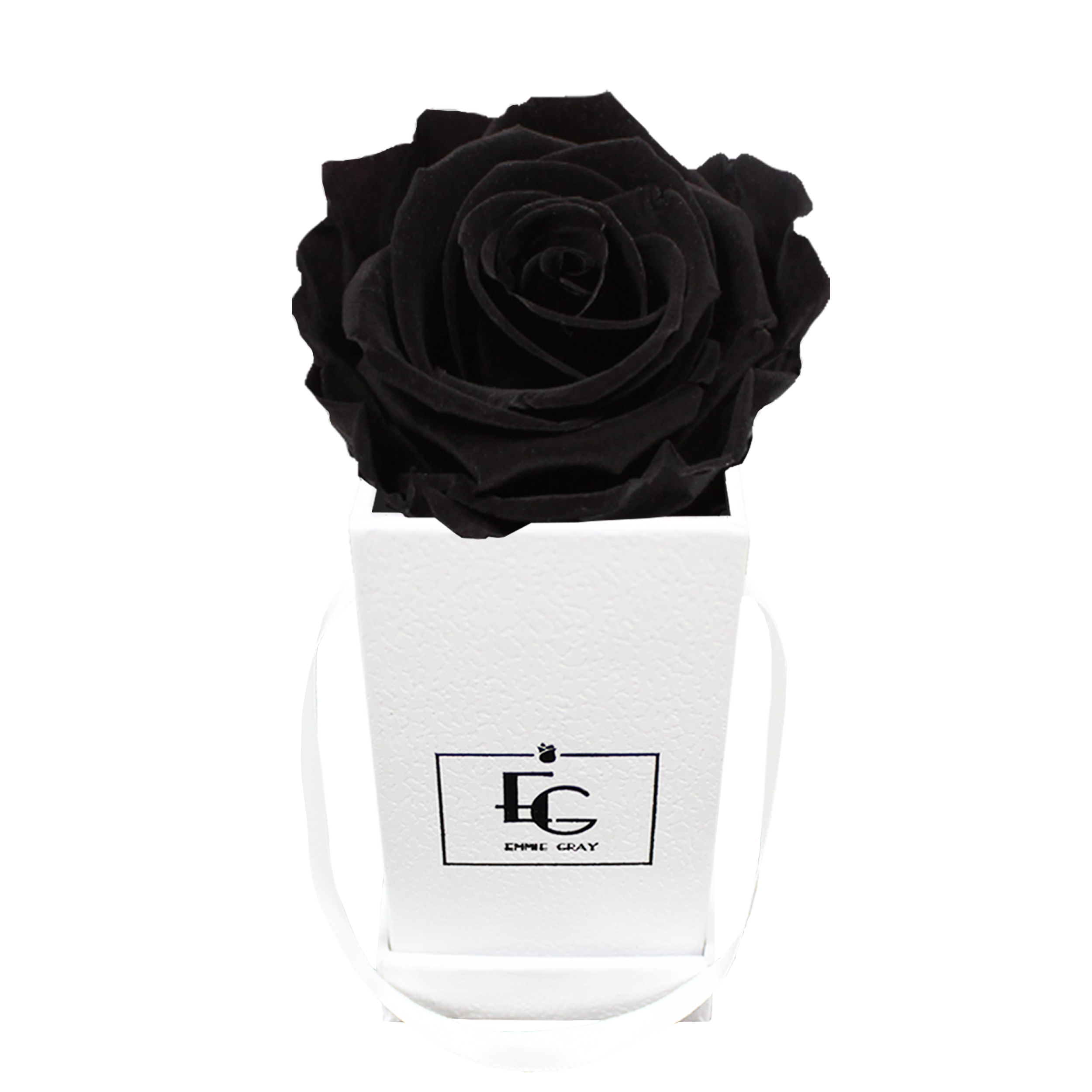 CLASSIC INFINITY ROSEBOX | BLACK BEAUTY | XXS CLASSIC INFINITY ROSEBOX | BLACK BEAUTY | XXS