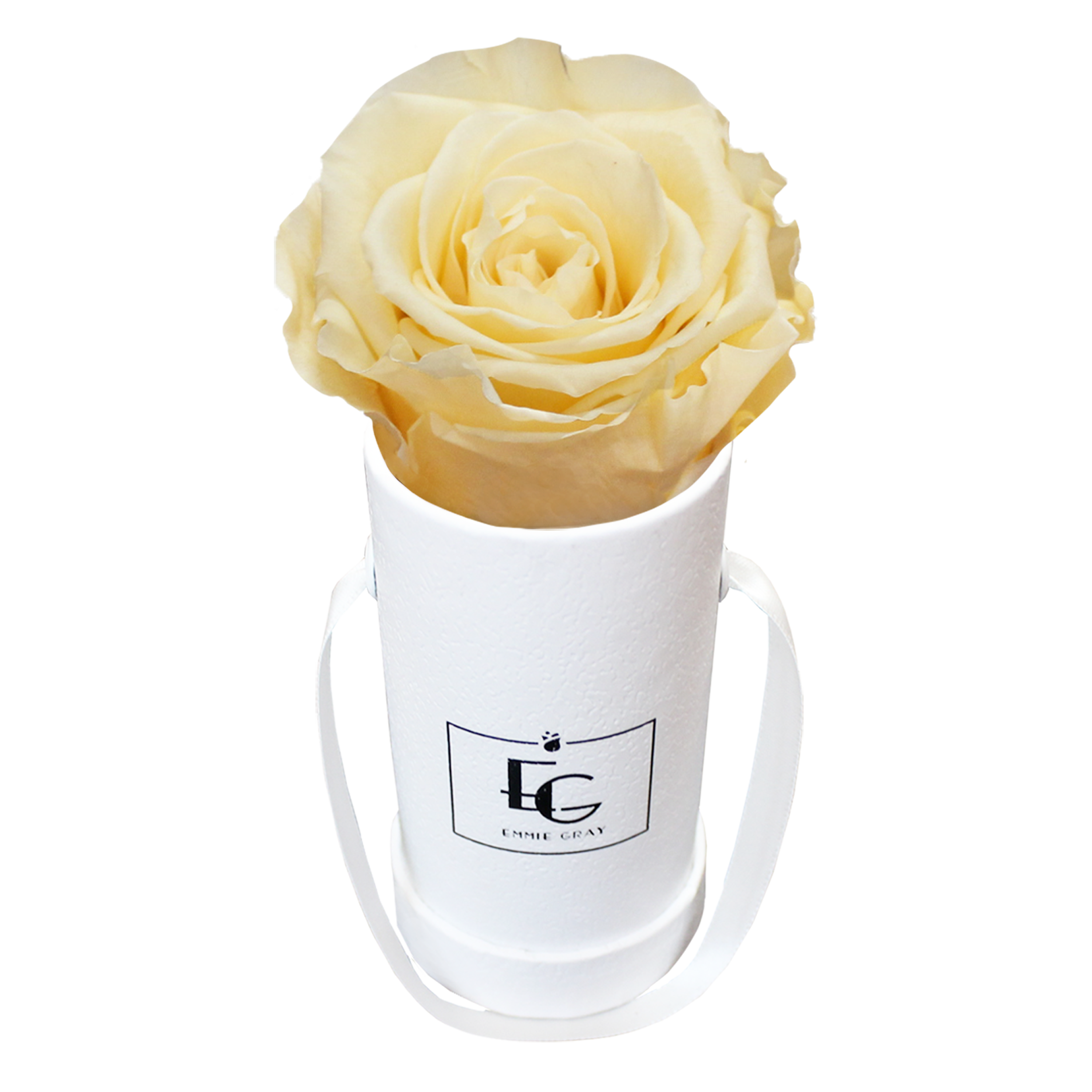 CLASSIC INFINITY ROSEBOX | CHAMPAGNE | XXS